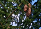 trees-102608-072-pine_tree