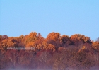 trees-113008-007-fall_trees