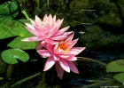 water_lillies-060108-152-colorado
