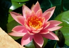 water_lillies-100_0255-colorado