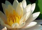water_lillies-82408-039-peach_glow