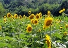 wildflowers-72508-076-sunflowers