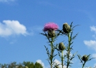 wildflowers-81508-061-thistles