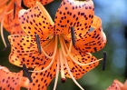 wildflowers-81608-071-asian_lillies