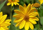 wildflowers-90608-039-susans