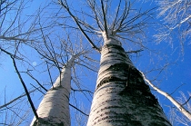 trees