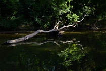 reflections
